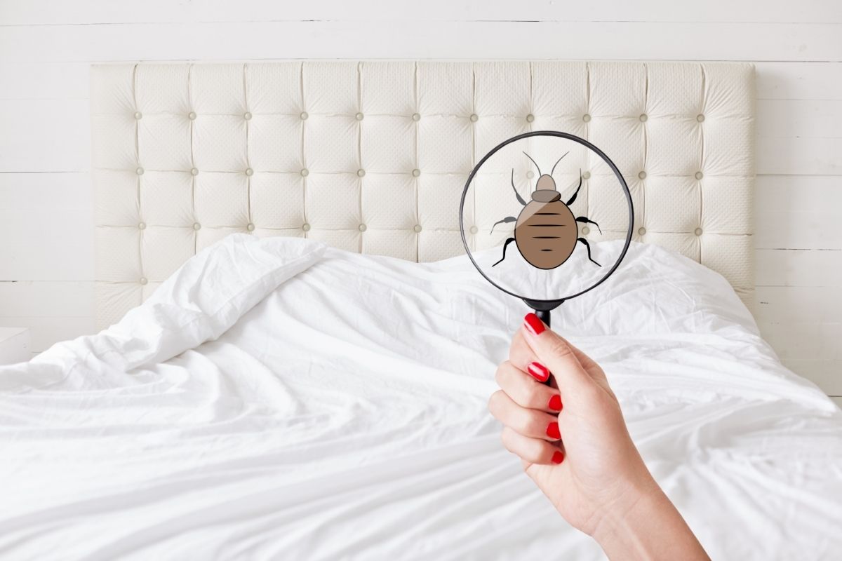 How Do Bed Bugs Get Into Your House? Hibermate