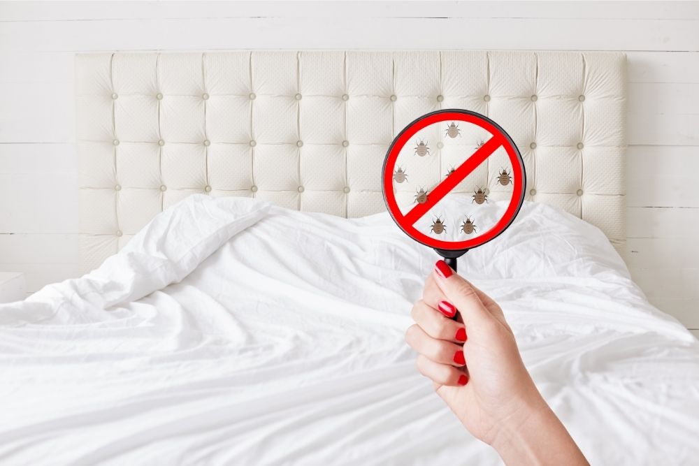 What Kills Bed Bugs Instantly? Home Remedies Hibermate